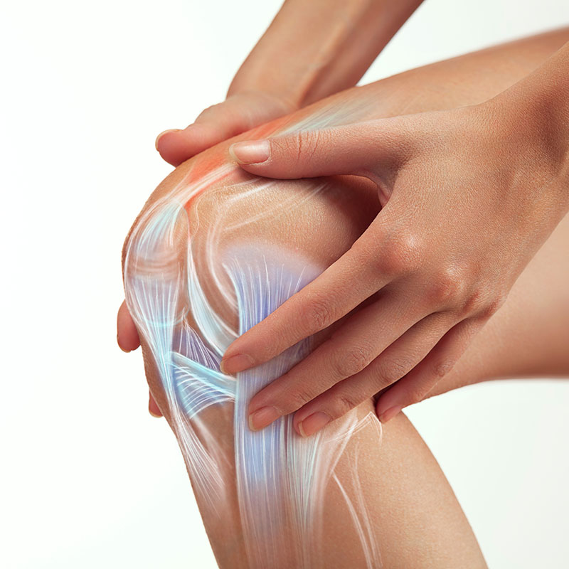 Anhand einer Darstellung der Knie-Sehnen wird symbolisiert, dass die Stoßwellen den Gewebereparaturprozess fördern können.