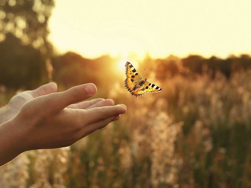 Linderung bei Hexenschuss mit FMD Hände lassen Schmetterling in der Natur los – Symbol für Linderung bei Hexenschuss