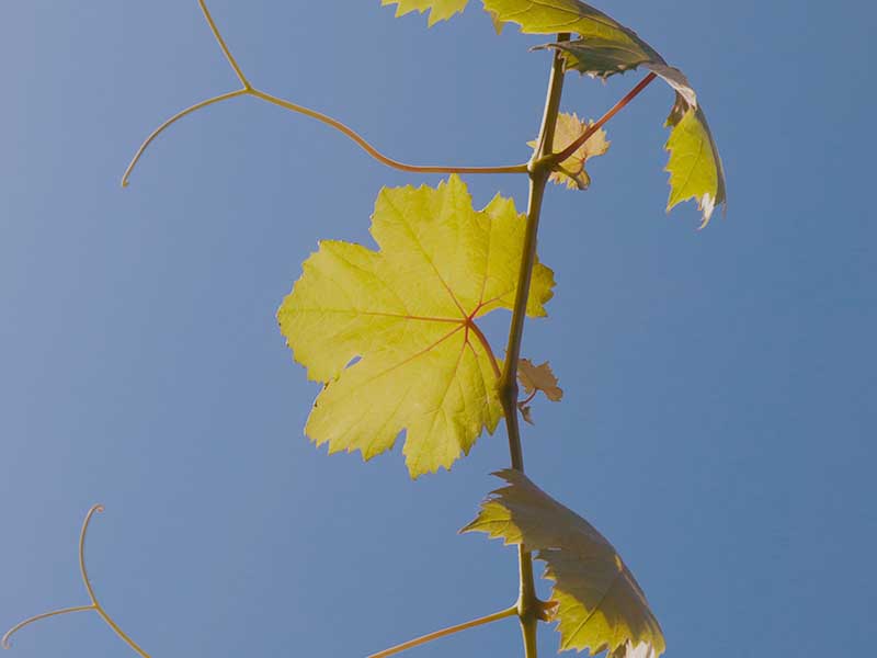 Beweglich bleiben – LWS-Behandlung mit FMD Eine biegsame Weinranke mit Blatt symbolisiert Flexibilität und natürliche Beweglichkeit der Wirbelsäule