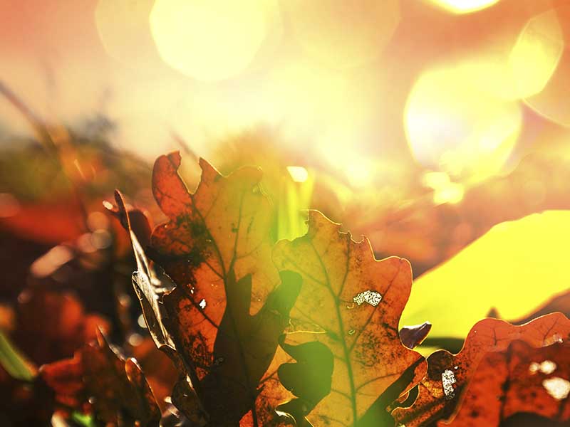 Wie entsteht Osteoarthrose Herbstblatt in der Sonne – Symbolbild für den Verschleißprozess bei Arthrose